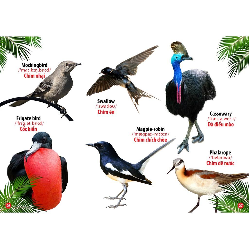 Hình ảnh Sách - Từ Điển Bằng Hình Thế Giới Loài Chim (Song Ngữ Anh - Việt)