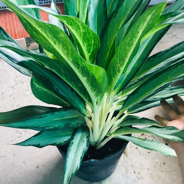 CHẬU CÂY GIỮ TIỀN