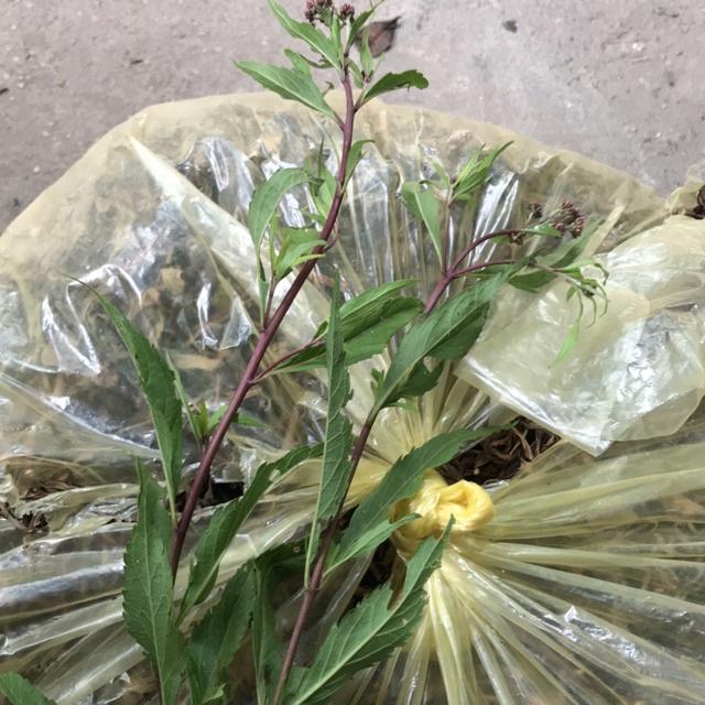 1kg cây mầm tưới khô sạch nhà làm