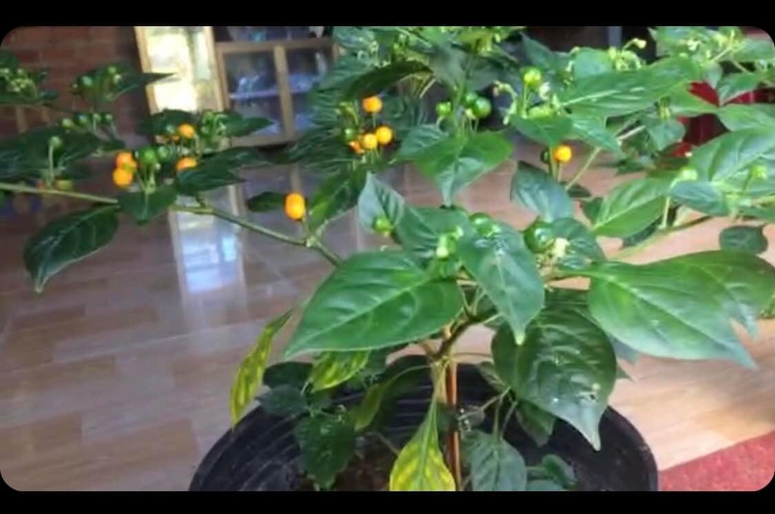 Cây giống ớt siêu cay Peru Aji Charapita