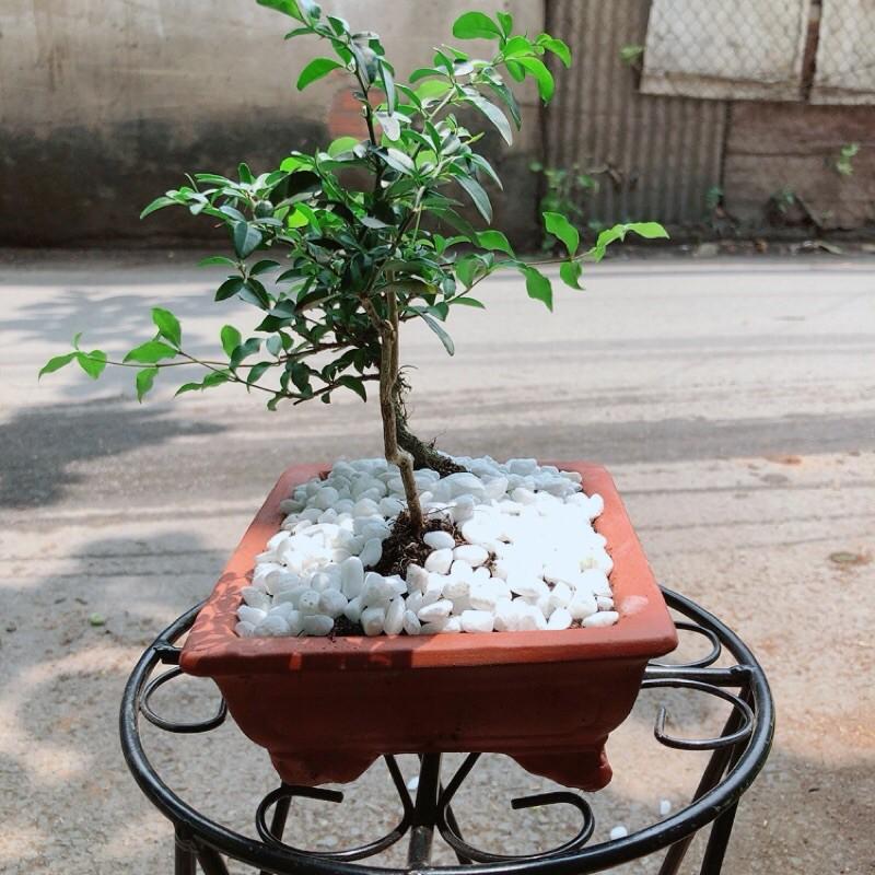Cây Kim Quýt +Hồng Ngọc Mai+Chậu Gốm