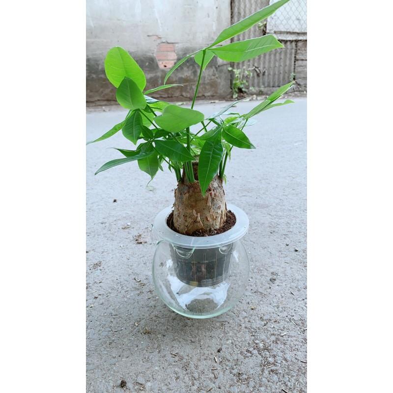 Chậu Kim Ngân Trồng Thuỷ Sinh
