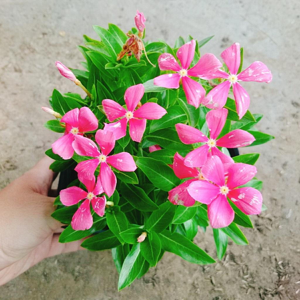 Cây hoa dừa cạn nhiều màu , cây nở hoa rực rỡ quanh năm, cây hoa cảnh trồng ban công, sân vườn + tặng phân bón