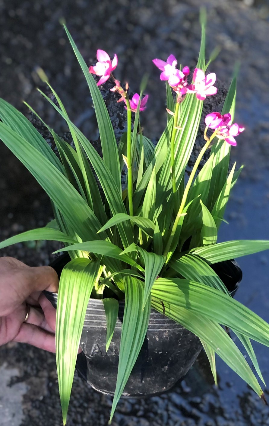 Chậu địa lan hoa màu tím