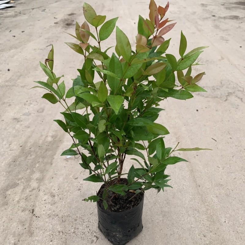 Cây hồng lộc cao 40cm, cây công trình sống lâu năm, dễ trồng và chăm sóc, phù hợp trang trí công viên và ven tường rào