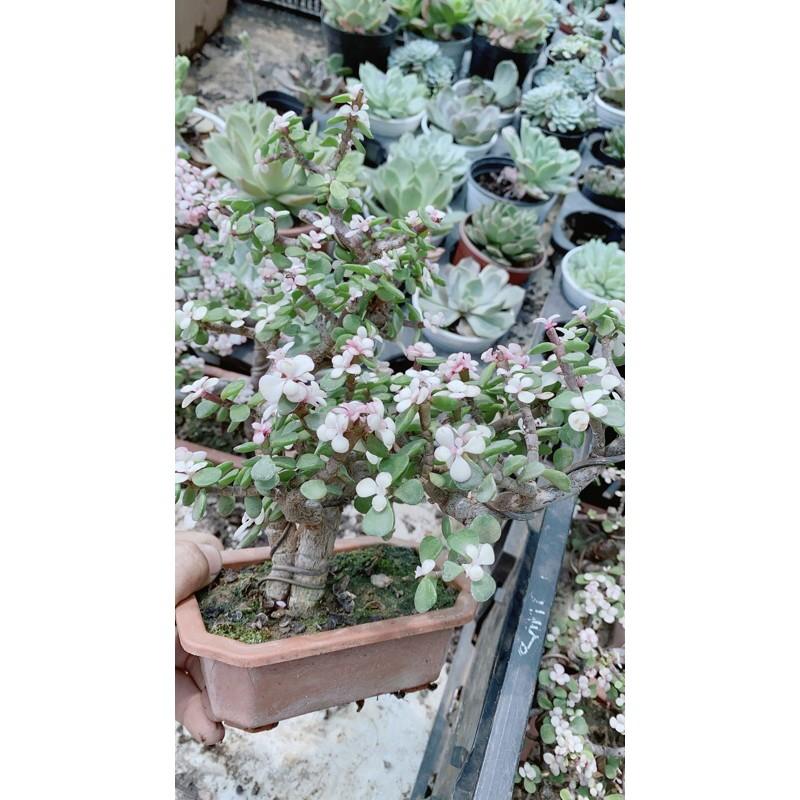 Cành Vàng Lá Ngọc