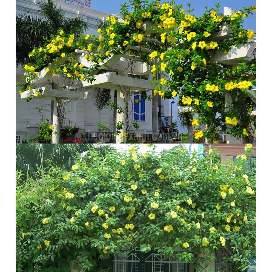Cây HOA HUỲNH ĐỆ - CÂY phát triển nhanh,hoa to đẹp bền