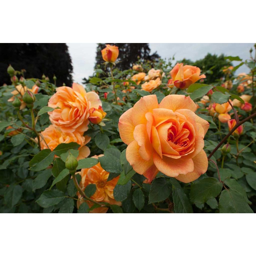 Hoa Hồng ngoại leo LADY OF SHALOTT vàng cam - bầu cây giống phát triển ổn định
