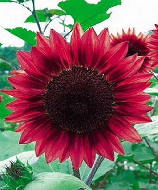 Hạt giống hoa hướng dương hoa đỏ - Gói 10 hạt
