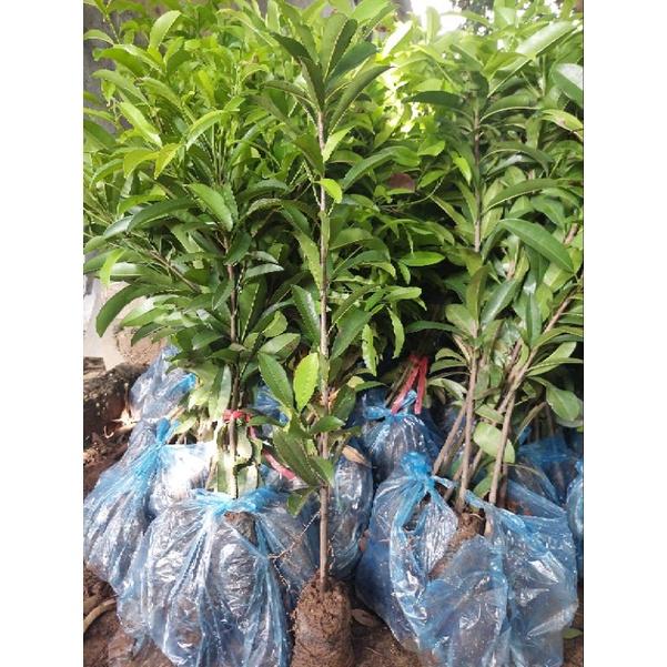 CÂY GIỐNG HỒNG XIÊM XOÀI HẠT
