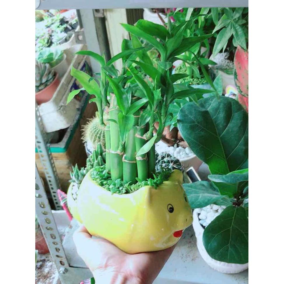 Chậu Phát Tài Bán Chạy