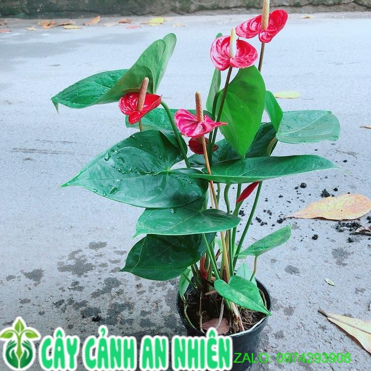 Cây Hồng Môn