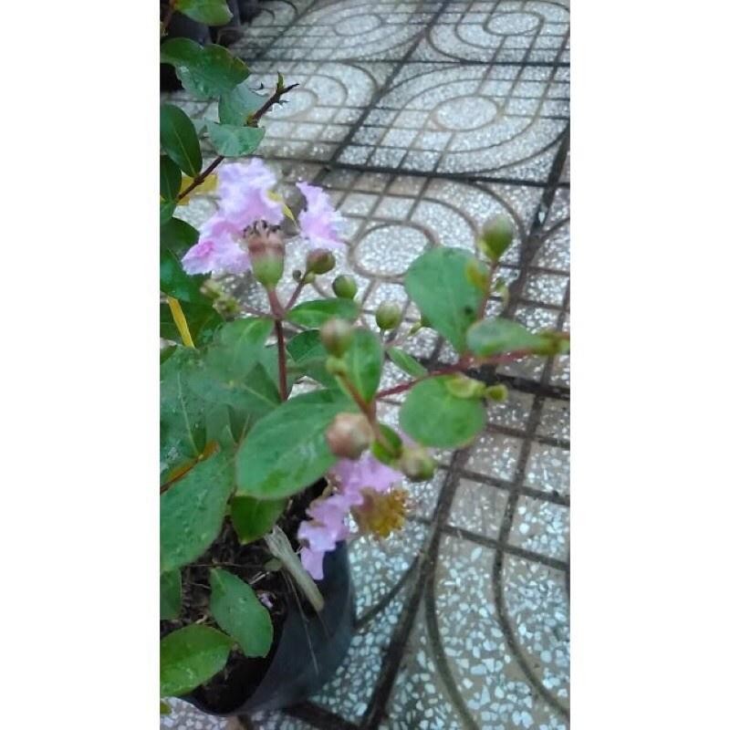 Hoa hồng Tường Vi đỏ hồng-bầu cây giống