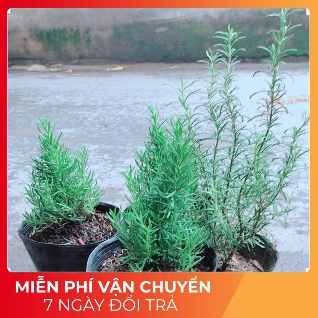 Cây Hương Thảo
