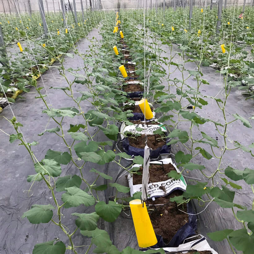 Miếng Dính Vàng Bẫy Côn Trùng Israel - Sticky Yellow Roll dùng bẫy các loại Côn Trùng Bay ngây hại rau sạch như Ruồi, Bọ Phấn, Bọ Trĩ, Bướm và côn trùng khác...