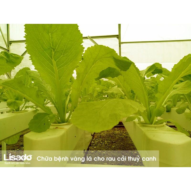 HẠT GIỐNG CẢI BẸ VÀNG CAO SẢN