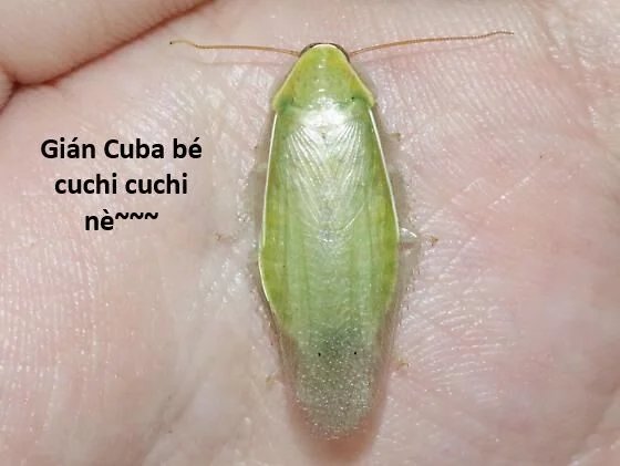 sự lụi tàn của usuzumi chapter 121 50