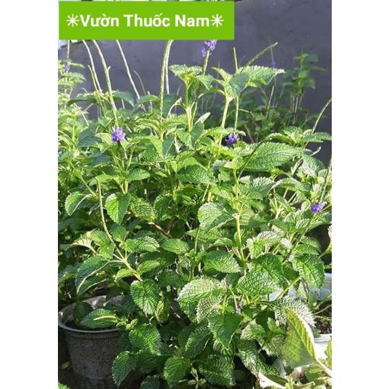 Sét 200 hạt giống cây cỏ đuôi chuột rất dể gieo tỷ lệ nảy mầm cao