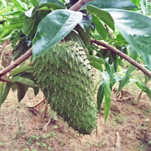 Cây mãng cầu xiêm thái  cho trái sau 1 năm .