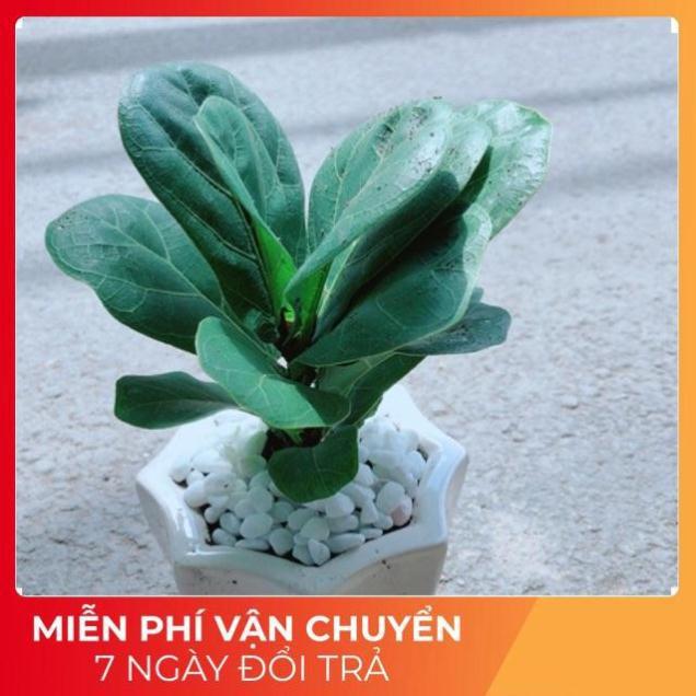 Chậu Bàng Singapore