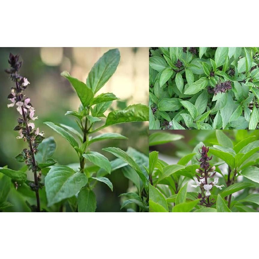 Hạt Giống Rau Húng Quế 10gr Dễ Trồng Sinh Trưởng Mạnh