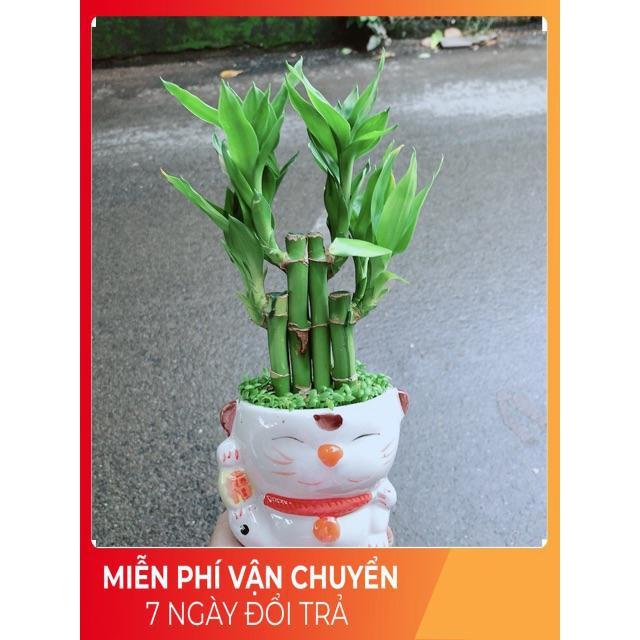 Chậu Trúc Phát Tài Mèo Thần Tài
