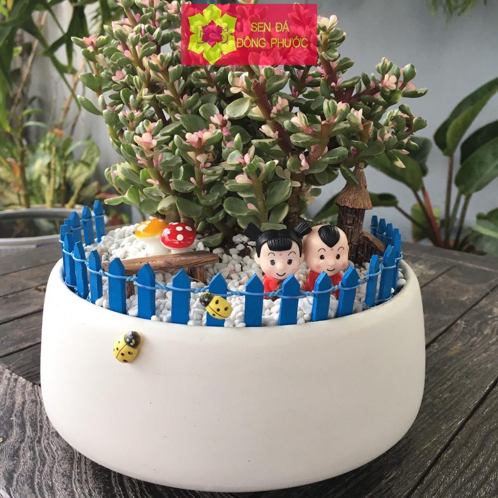 Chậu sứ cao cấp hình tô các màu - chậu trồng tiểu cảnh sen đá, xương rồng, cây phong thuỷ văn phòng đẹp
