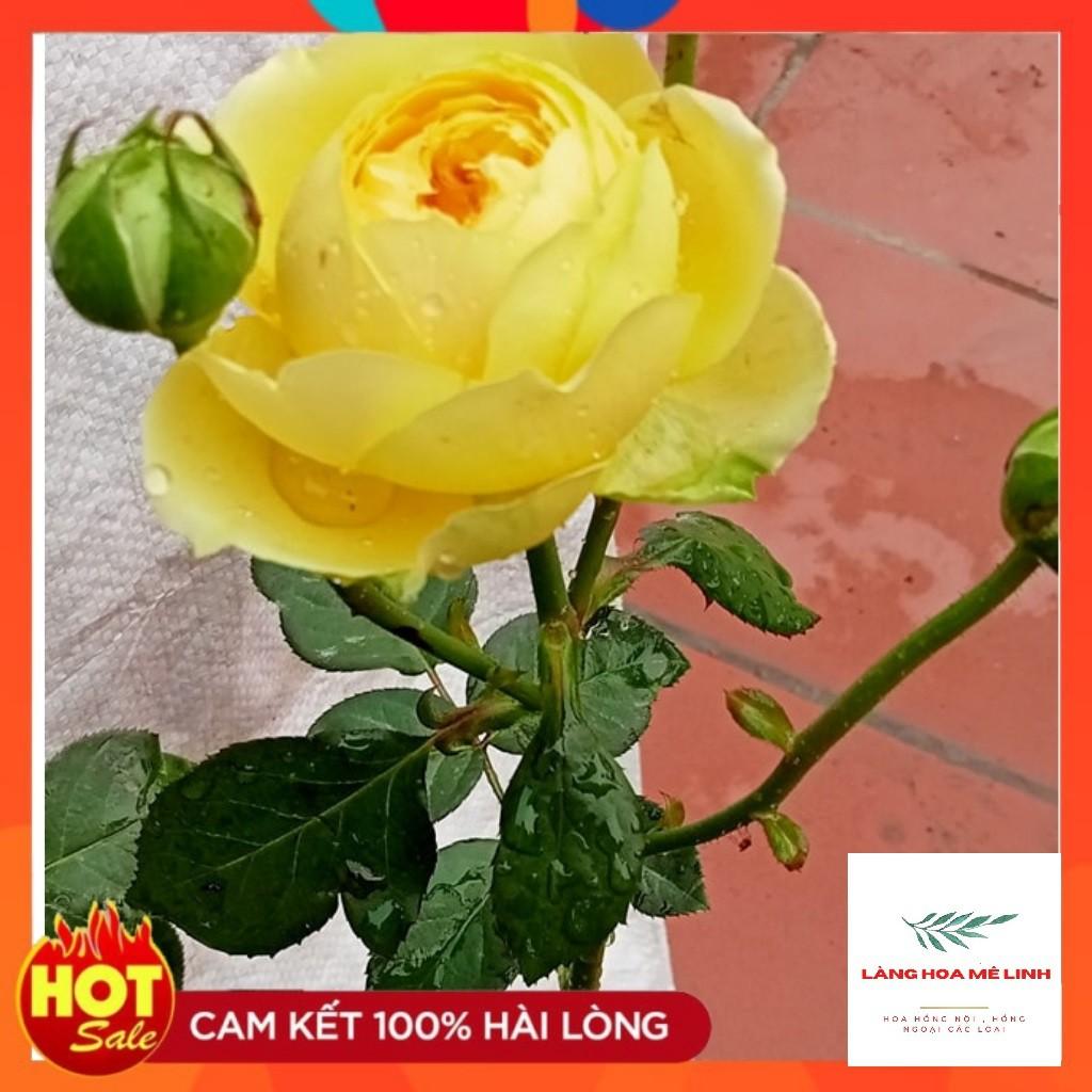 Giống Hoa Hồng Bụi Catalina - CÂY 25 NGÀY TUỔI MÀU VÀNG CHANH - RỂ KHỎE, PHÁT TRIỂN TỐT.