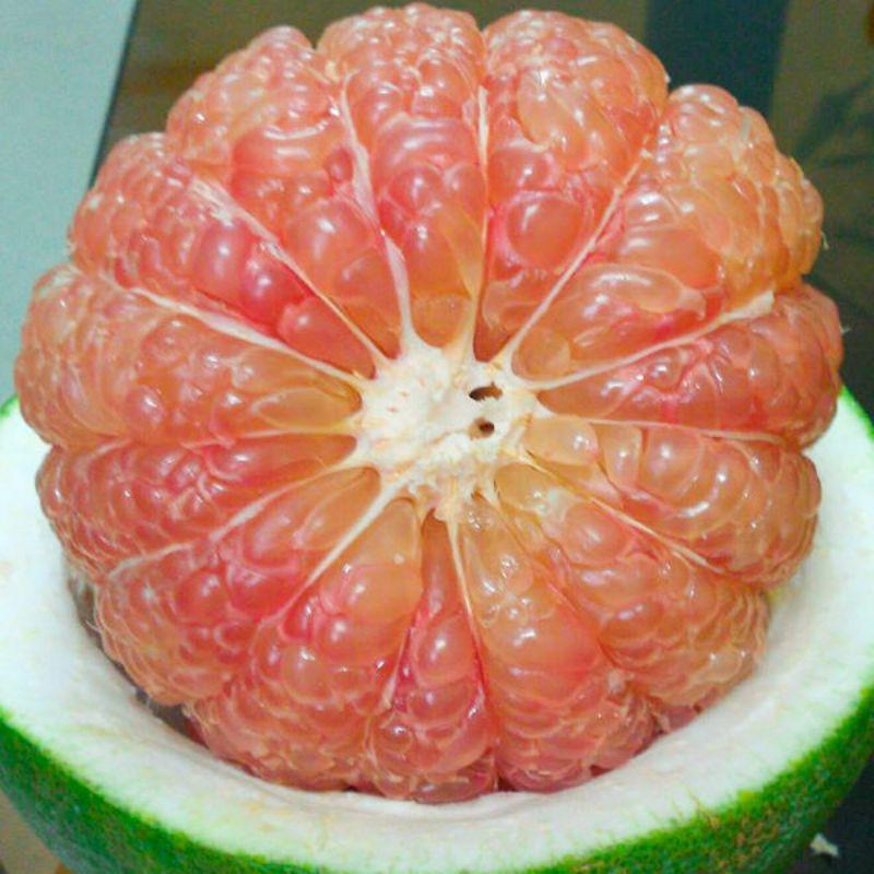 Cây giống bưởi da xanh ghép