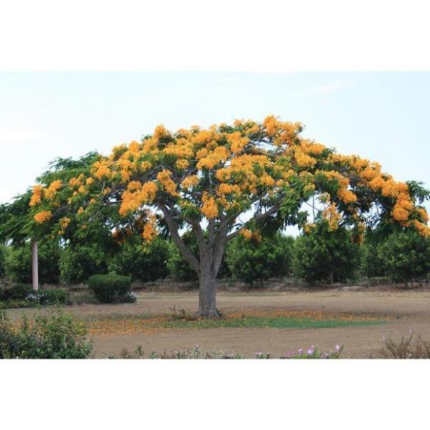 Cây MỸ NHÂN - HOA CỰC ĐẸP, ĐỘC, LẠ - Cây giống gửi đi nguyên bầu