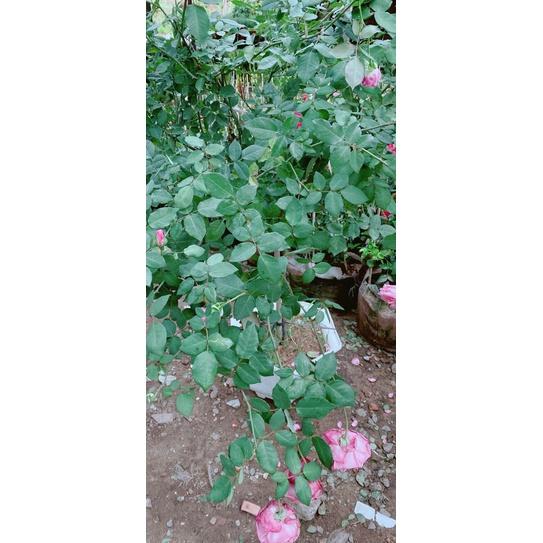 Hồng Cổ Sapa Cao 1m2