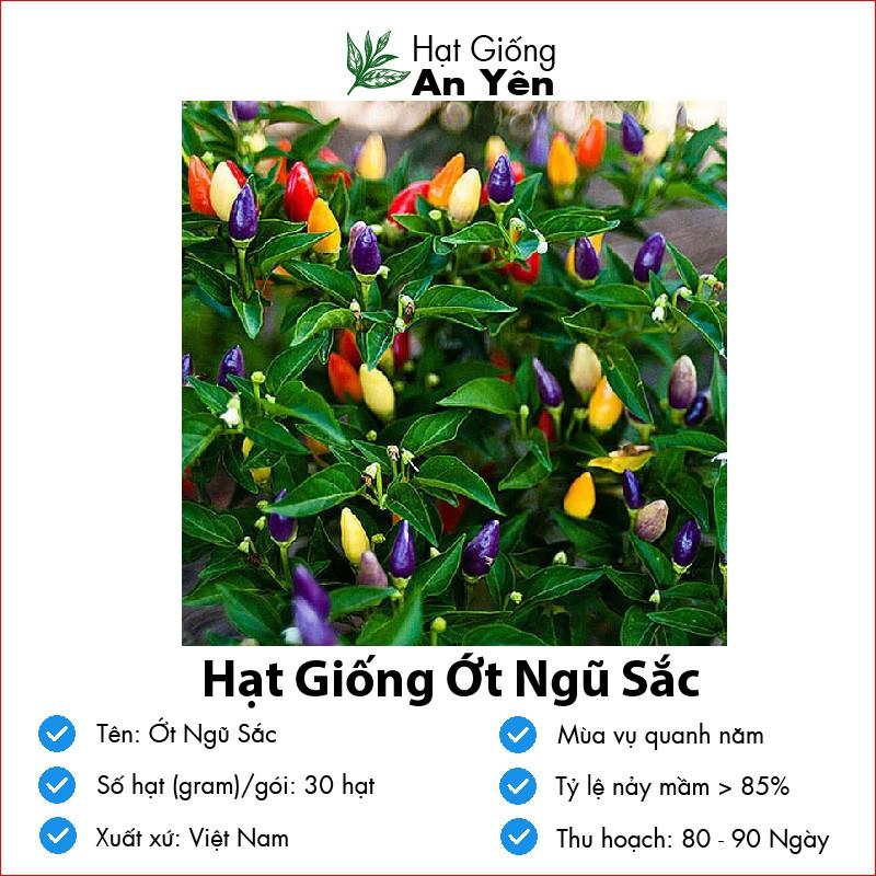 Hạt giống Ớt Ngũ Sắc thu hoạch sớm, dễ trồng, nảy mầm cao, sinh trưởng khoẻ