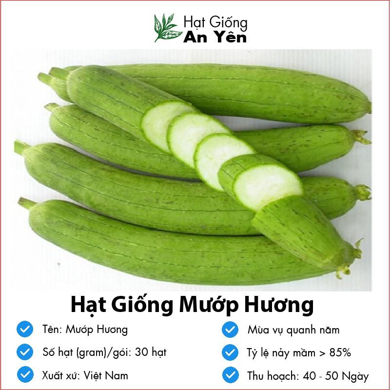 Hạt giống Mướp Hương thu hoạch sớm, dễ trồng, nảy mầm cao, sinh trưởng khoẻ