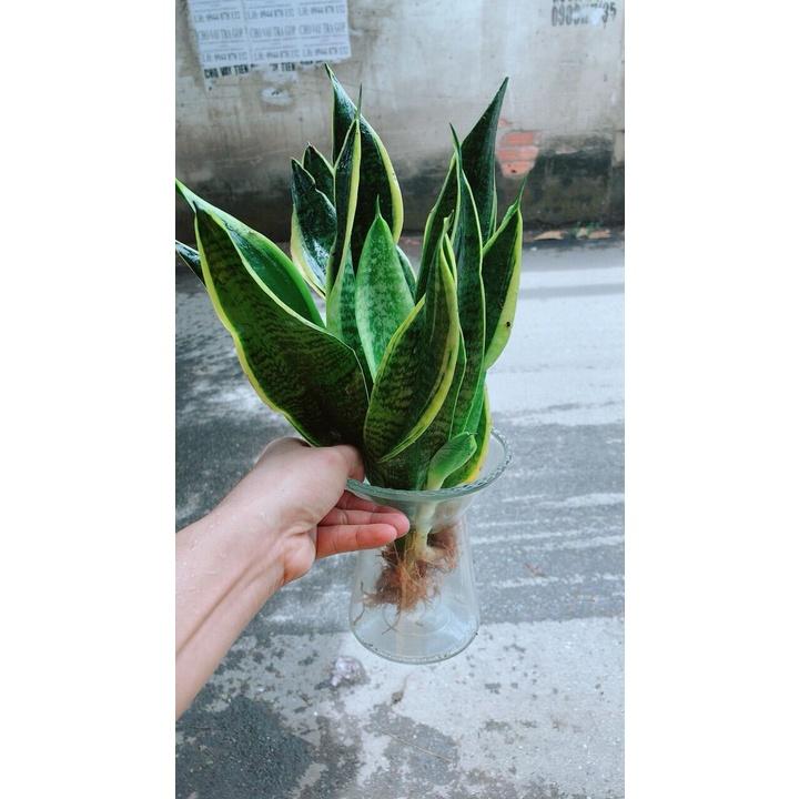 Chậu Lưỡi Hổ Thuỷ Sinh