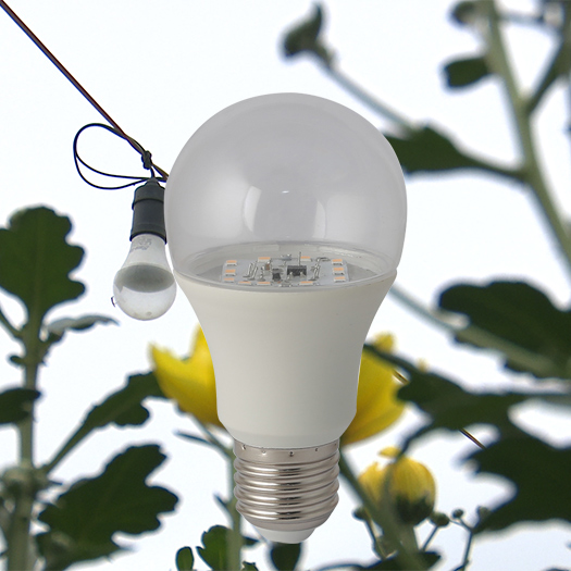Đèn LED hoa cúc chính hãng Rạng Đông 6W Model: LED HC A60/6W WR