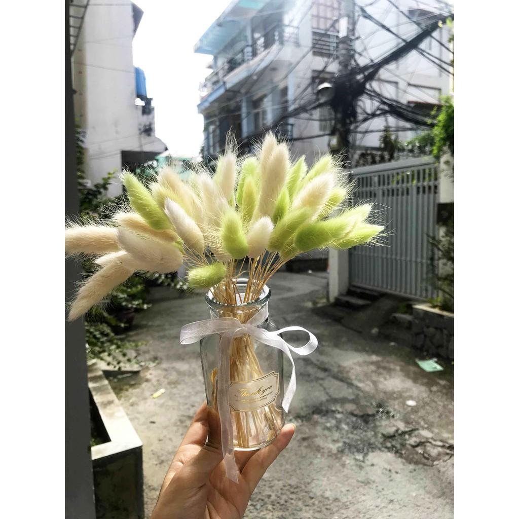 Chậu Hoa Đuôi Thỏ Xanh Lá Dùng Trang Trí Phòng