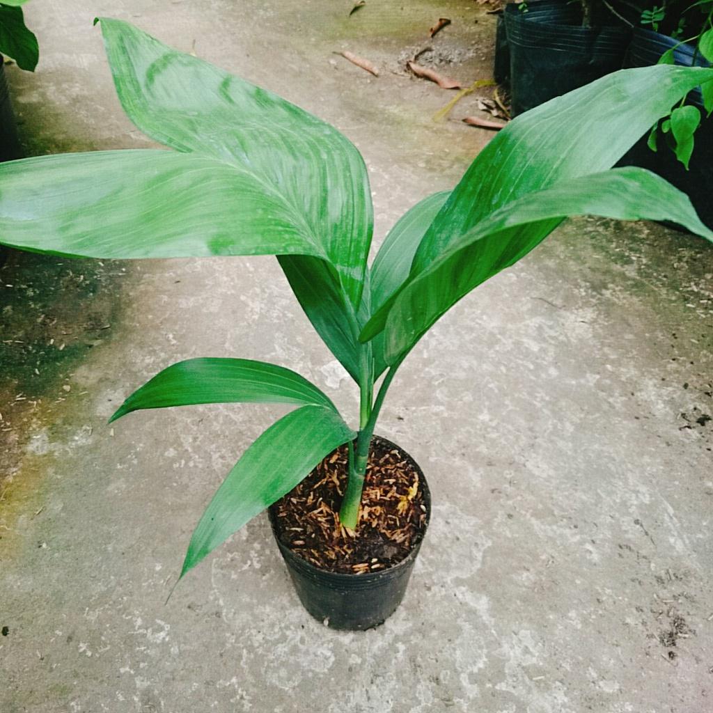 Cây Cau Hawai - cây cảnh trong nhà