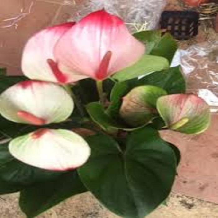 Chậu cây hồng môn THIÊN NGA SIÊU HIẾM, cây phong thủy để bàn cho gia chủ vượng khí , nhiều tài lộc