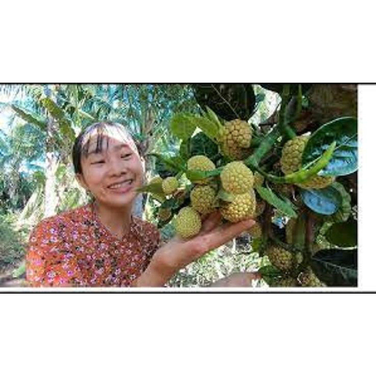 Cây giống mít mơ f1