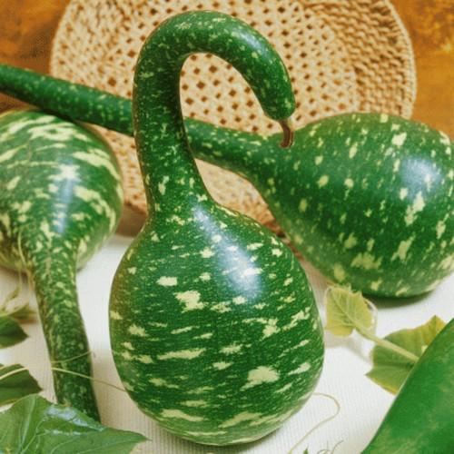 Hạt Giống Bầu Thiên Nga - 5 hạt/gói