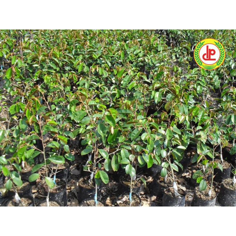 Cây giống vú sữa tím mika