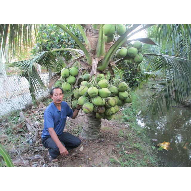 Cây giống Dừa Xiêm Lùn.