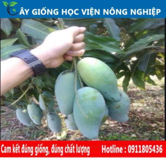 Sản phẩm Cây Ăn Trái cây xoài thái quả ngọt ngon hiệu quả kinh tế cao