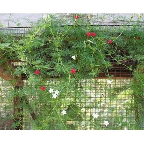 Hạt giống hoa tóc tiên leo hoa sao nhiều màu