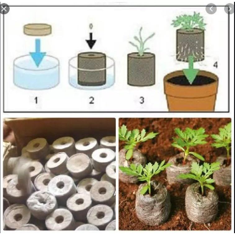 50 viên nén ươm hạt giâm cành - viên nén xơ dừa ươm hạt