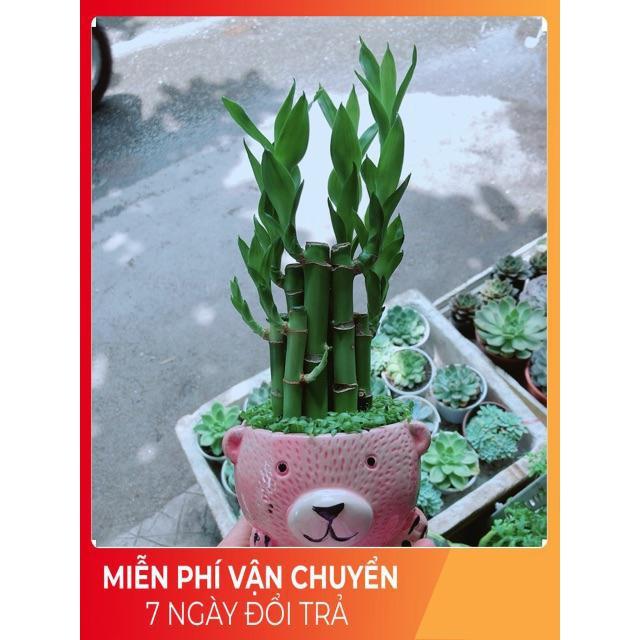 Chậu Trúc Phát Tài Gấu Hồng