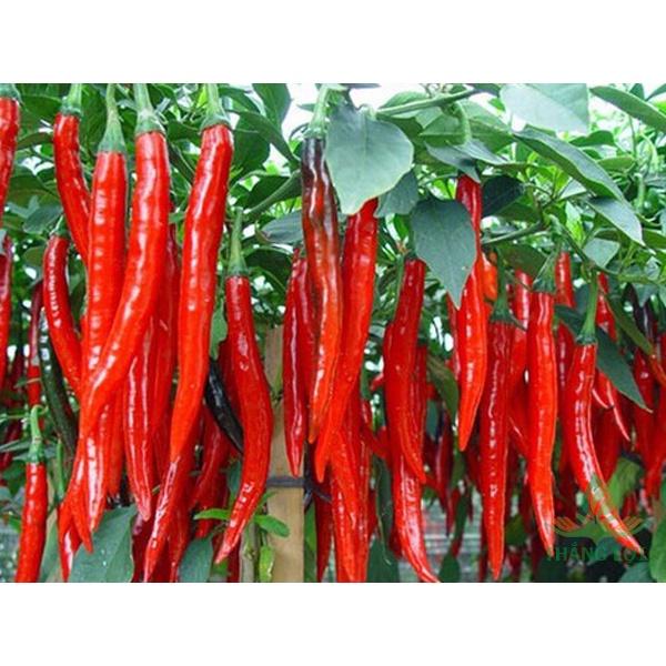 Gói 1 gam Hạt giống ớt sừng đỏ trái dài F1 cao sản - Anh nông dân chính hiệu