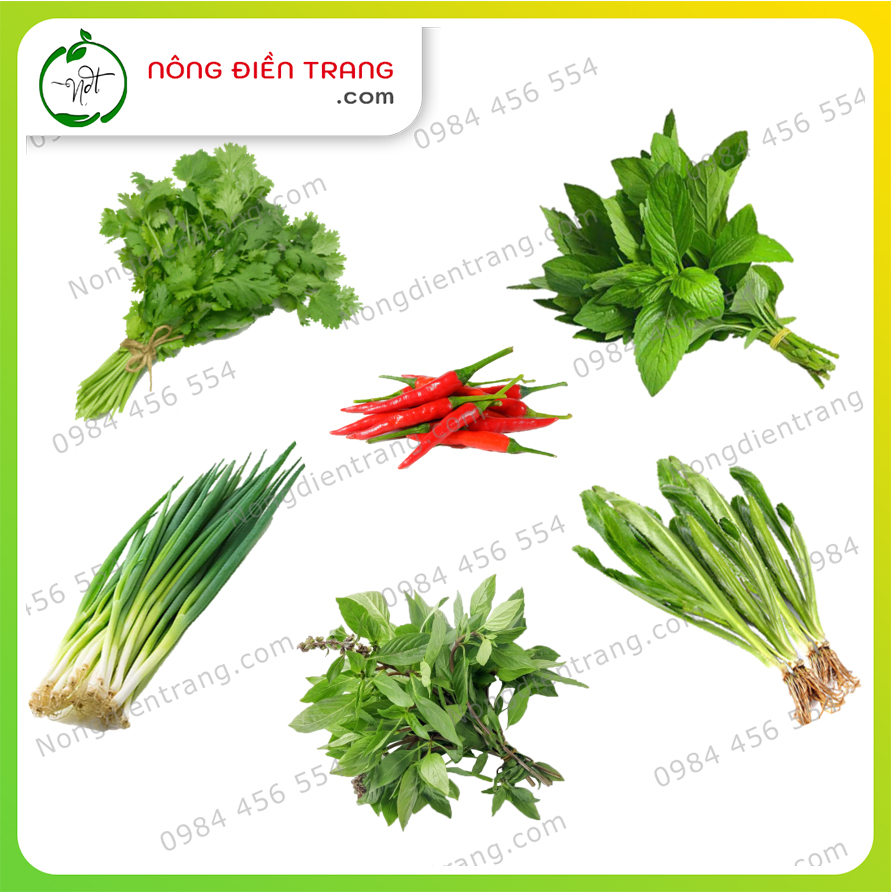 Combo 6 Gói Hạt Giống Rau Gia Vị Các Loại Siêu Tiết Kiệm - Dễ trồng, tỉ lệ nảy mầm cao, sinh trưởng khỏe VTNN Nông Điền Trang