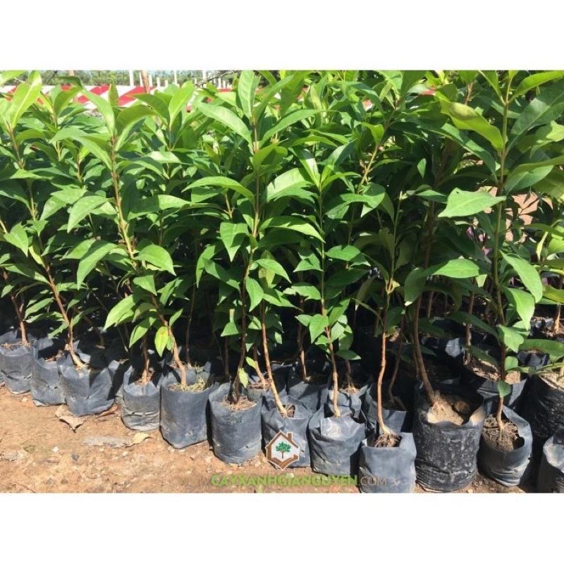 Cây vối nếp thơm có thể trồng chậu