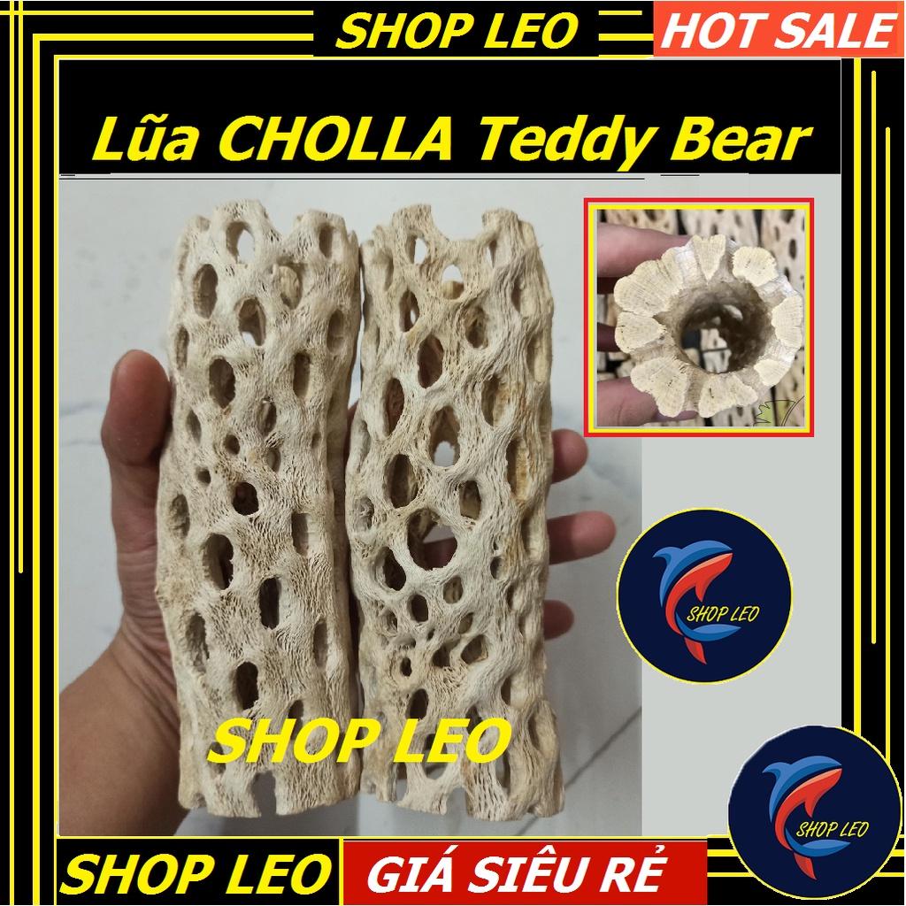 Lũa Teddy Bear Cholla Cho Tép Cảnh -Cholla Teddy Bear - Lũa Xương Rồng Rỗng Ruột Size Lớn - Trang Trí hồ tép-shopleo